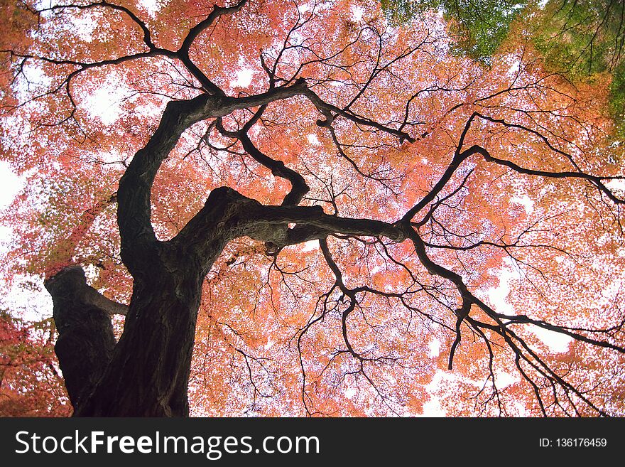 Wide angle landscape of Japanese Autumn Maple tree