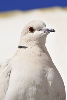 Collared Dove Close Up Stock Photo Collared Dove Close Up Stock Photo