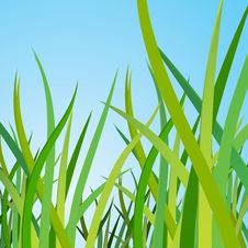 Green Grass Royalty Free Stock Photography
