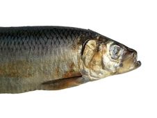 Big Fish Royalty Free Stock Images Big Fish Royalty Free Stock Images