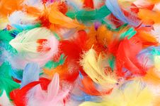 Feathers Stock Photography Feathers Stock Photography
