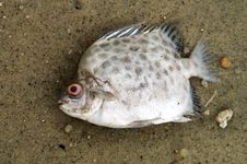 Dead Fish Royalty Free Stock Images