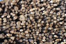 Birch Logs Stack Royalty Free Stock Photography Birch Logs Stack Royalty Free Stock Photography
