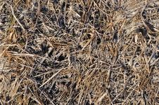 Brown Last Year S Dry Grass Background Stock Photo Brown Last Year S Dry Grass Background Stock Photo