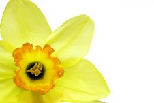 Narcissus Poēticus Royalty Free Stock Image Narcissus Poēticus Royalty Free Stock Image