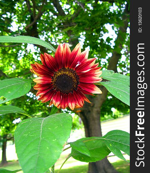 Colorful Sunflower Bloom