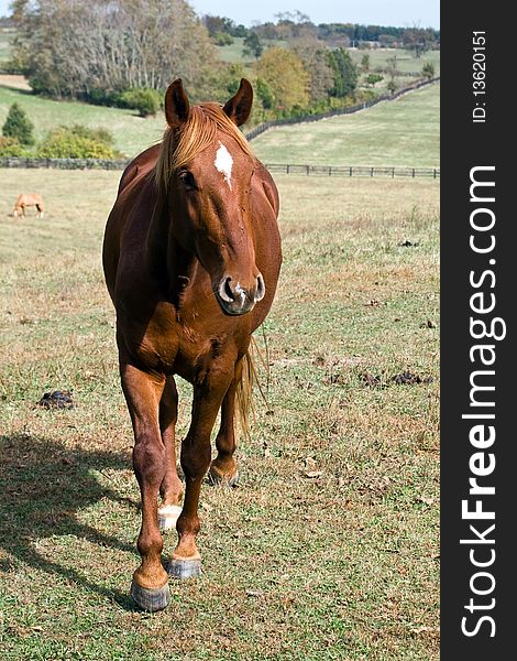 Pretty light brown quarter horse walking in a field. Pretty light brown quarter horse walking in a field.