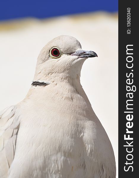 White collared dove, focus on eye. White collared dove, focus on eye.
