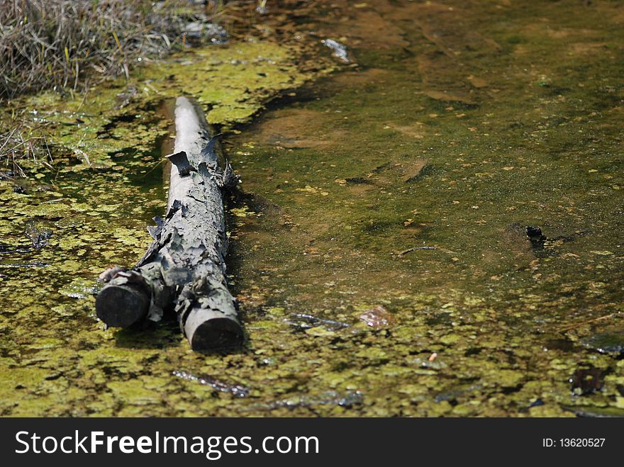 A rotten wood flow on a small pool surrounded with algaes