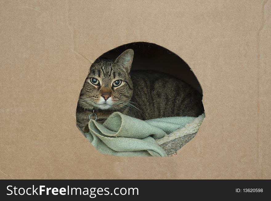 A cute pet cat lays down in his nest inside of a cardboard box with a hole in it wrapped up in a blanket. A cute pet cat lays down in his nest inside of a cardboard box with a hole in it wrapped up in a blanket