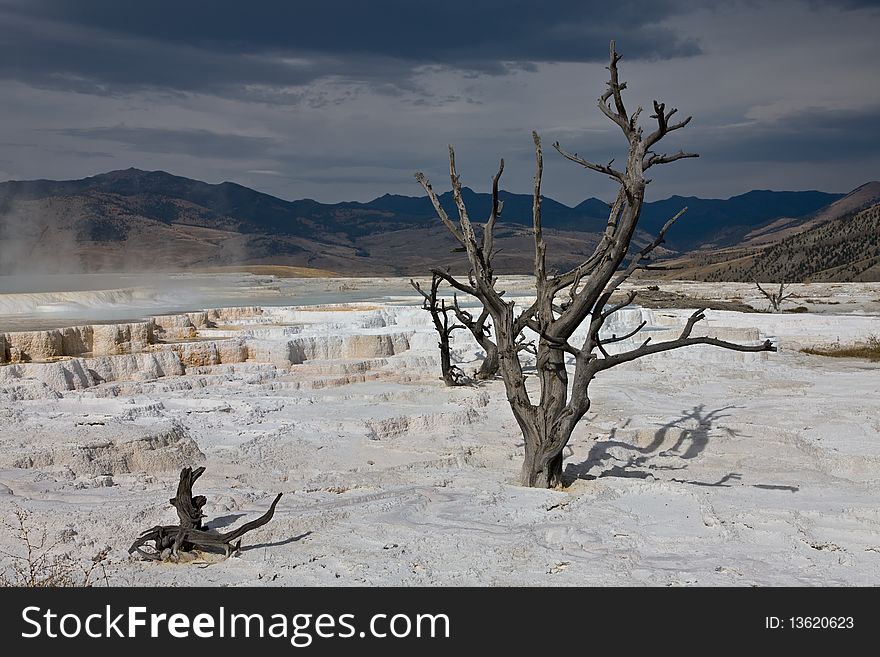 A stark vista with a dead tree and ominous sky at Mammoth Hot Springs, Yellowstone National Park. A stark vista with a dead tree and ominous sky at Mammoth Hot Springs, Yellowstone National Park.
