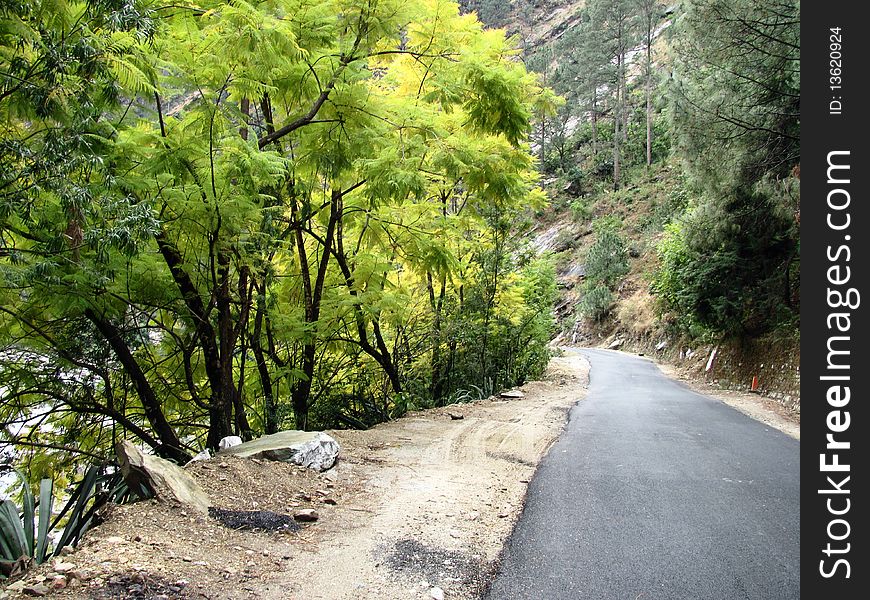 This picture of flora alongside the road was taken en-route Rudraprayag, Uttarakhand, India in Feb'2010.