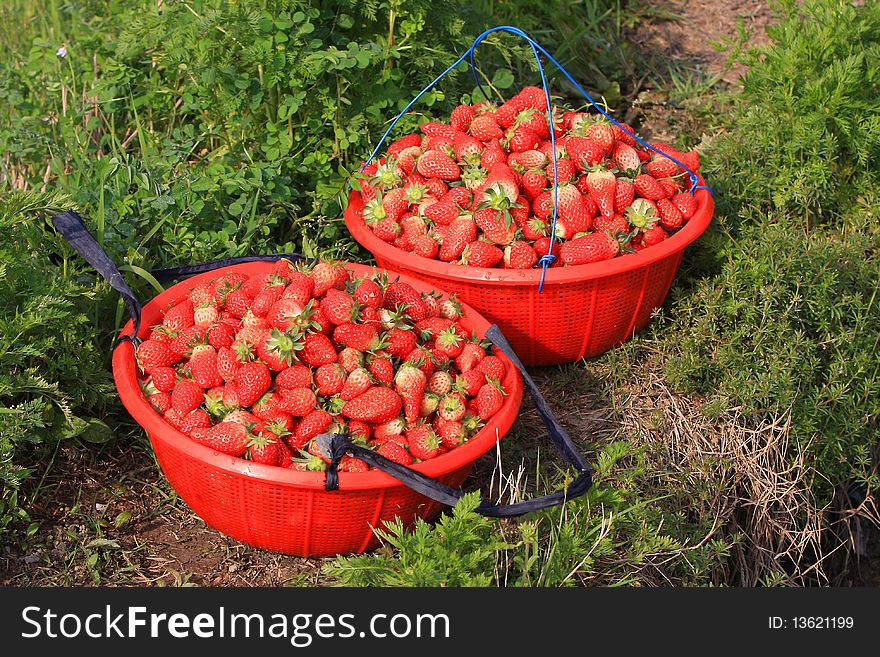 Farmers have just picked off the strawberries, ready to go sell to the cities. Farmers have just picked off the strawberries, ready to go sell to the cities.