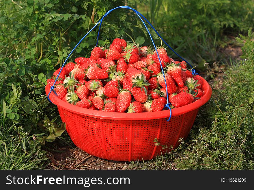 Strawberry is a nutrient rich fruits, farmers in Zhejiang China, greenhouse cultivation way, the spring can be a large number of listing. This is just the farmers picked strawberries. Strawberry is a nutrient rich fruits, farmers in Zhejiang China, greenhouse cultivation way, the spring can be a large number of listing. This is just the farmers picked strawberries.