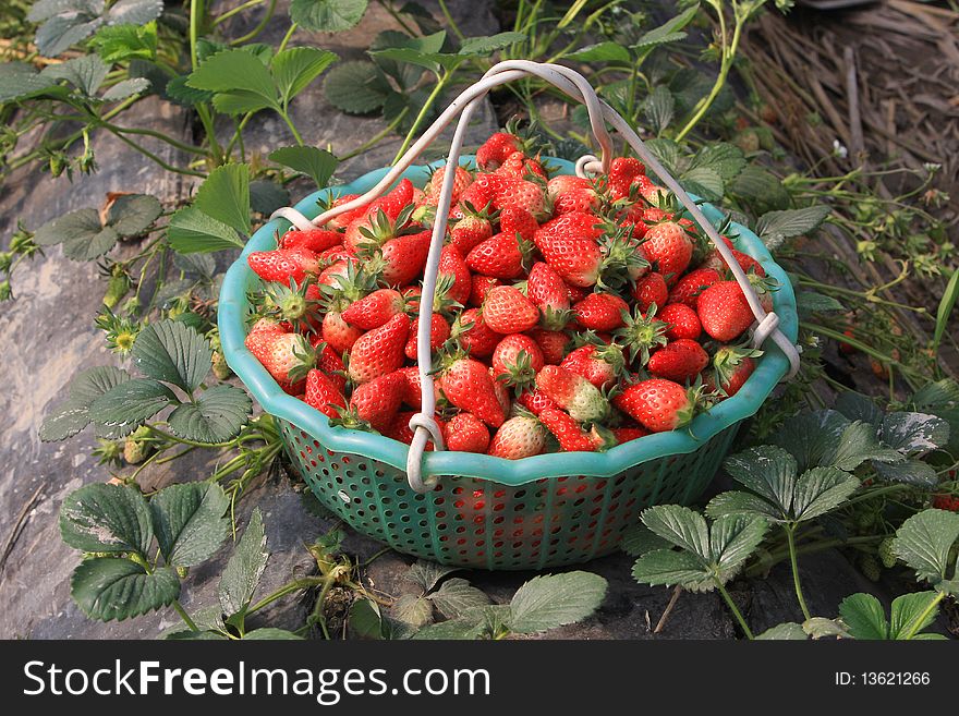 Strawberry River is China's Zhejiang Province, Zhuji City, the town's main economic algae growing crops in the spring of a large number of listing, giving farmers no small gains. This is just picking strawberries ready to be listed down. Strawberry River is China's Zhejiang Province, Zhuji City, the town's main economic algae growing crops in the spring of a large number of listing, giving farmers no small gains. This is just picking strawberries ready to be listed down.