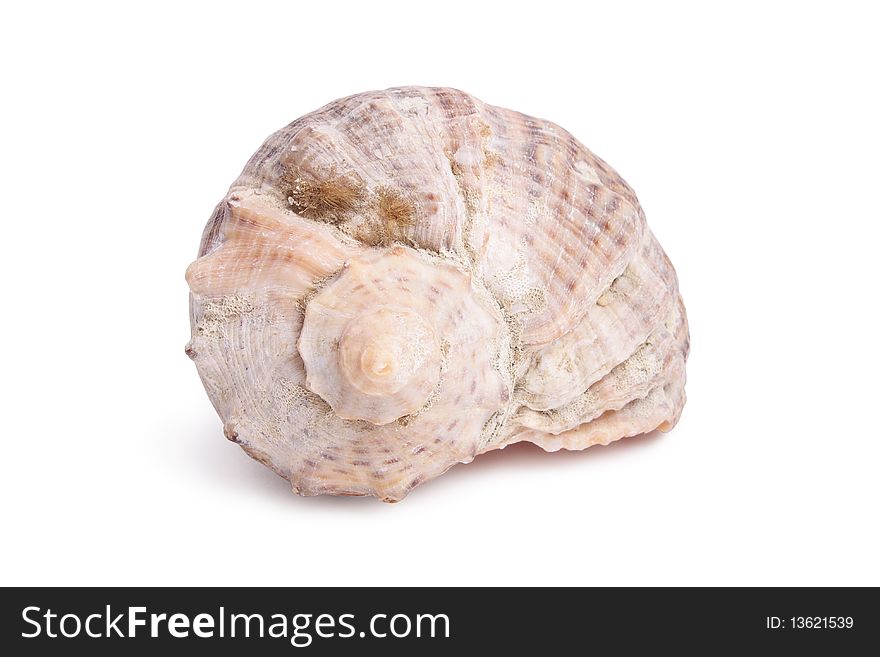 Seashell on white background (isolated, close up)