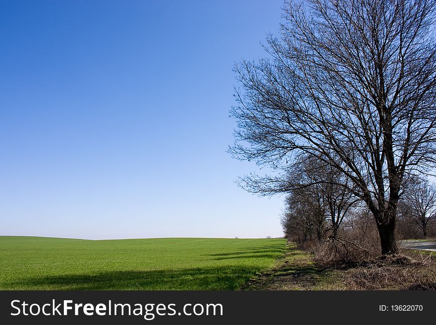 Field of juicy grass, space for text available. Field of juicy grass, space for text available