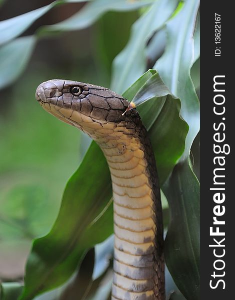 King Cobra Close Up in Nature