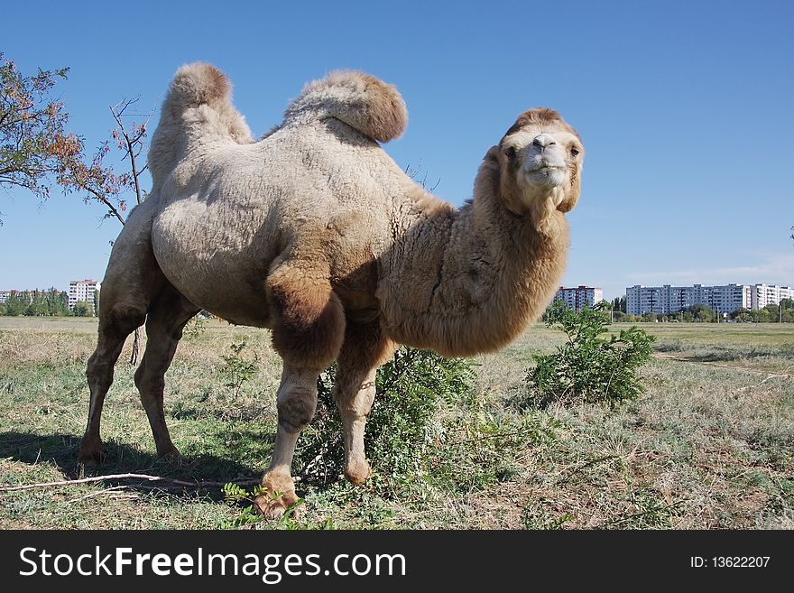 Camel in a meadow on a background of houses