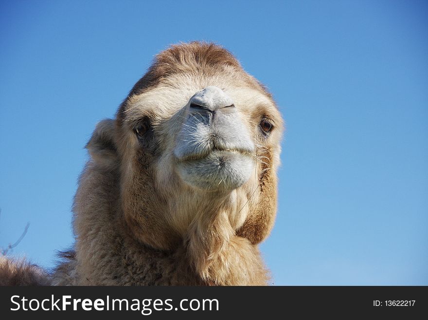 Camel in a meadow on a background blue
sky