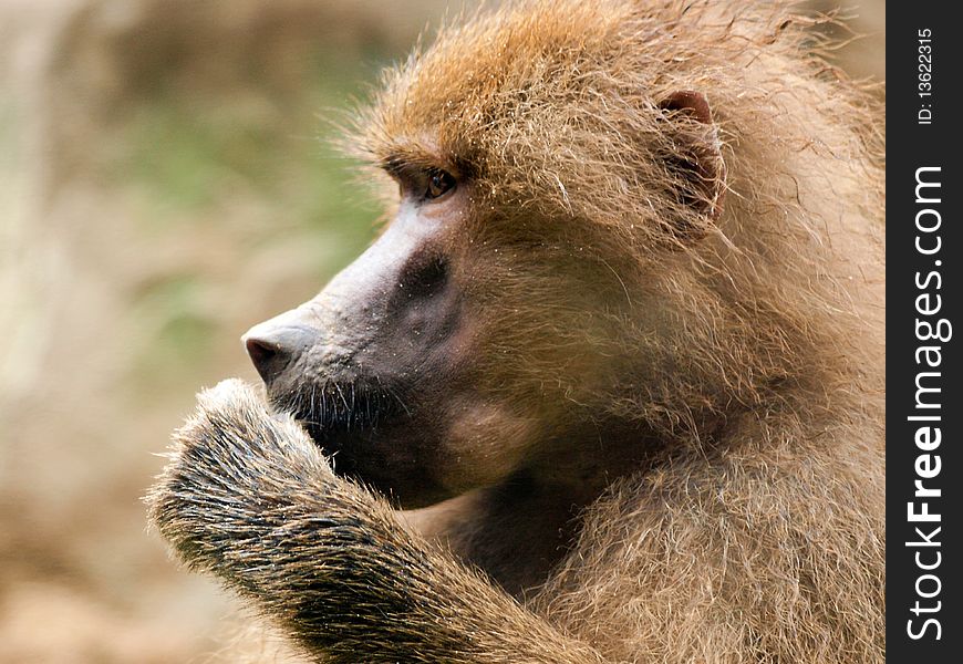 A close up shot of a monkey. A close up shot of a monkey