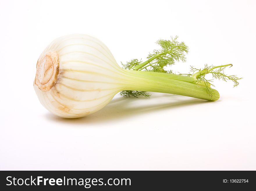 Close up of Single Fennel bulb against white background.