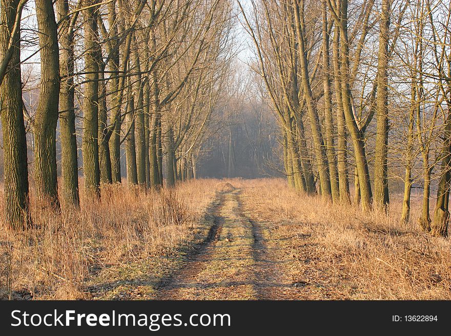 Picture of a dirt track sourounded by tall trees. Picture taken at sunrise early spring. Picture of a dirt track sourounded by tall trees. Picture taken at sunrise early spring.