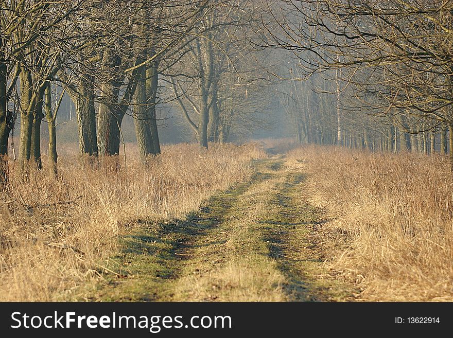 Picture of a dirt track sourounded by tall trees. Picture taken at sunrise early spring. Picture of a dirt track sourounded by tall trees. Picture taken at sunrise early spring.