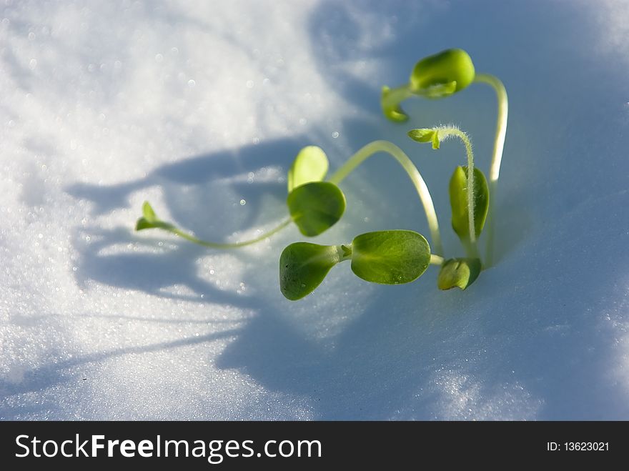 A series: the first plants of spring in sun beams