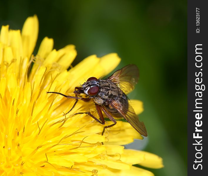 Fly on a flower it is photographed in the summer, close up