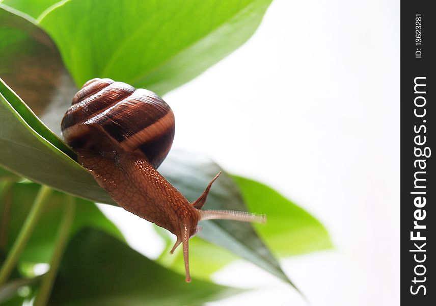 Snail over the leaves