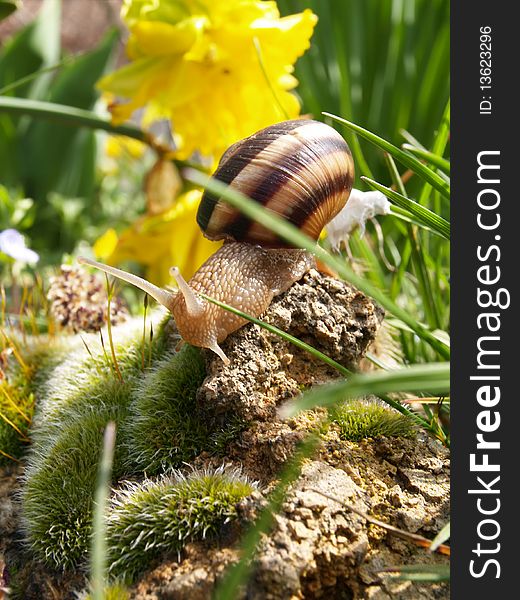 Snail in the garden