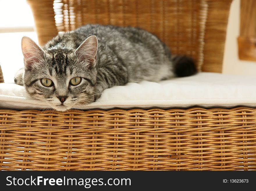 Cat on chair, symbol of comfort
