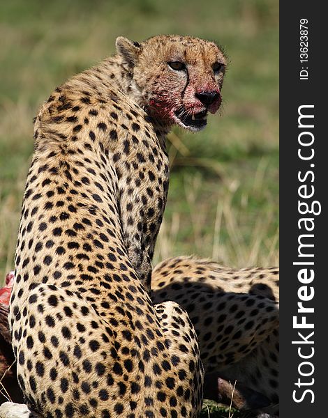Cheetah With Bloody Face