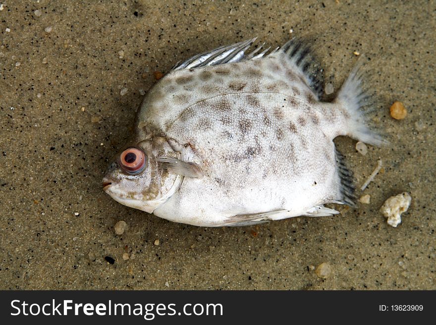 A dead fish found on a polluted beach in asia