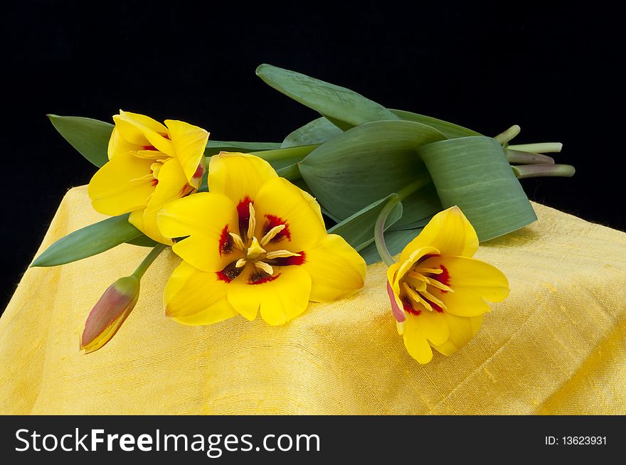 Yellow tulips rely more on canvas Indian yellow with black background. Yellow tulips rely more on canvas Indian yellow with black background