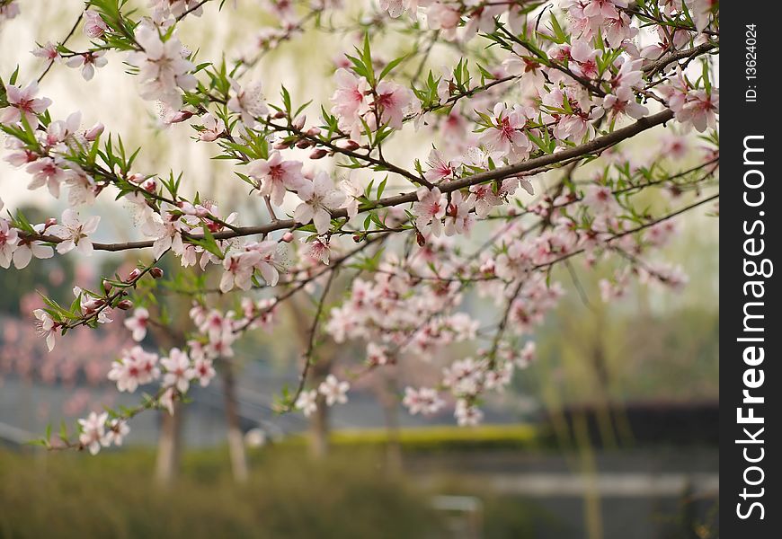 The warm spring, peach blossoms in full bloom, Wuxi, China