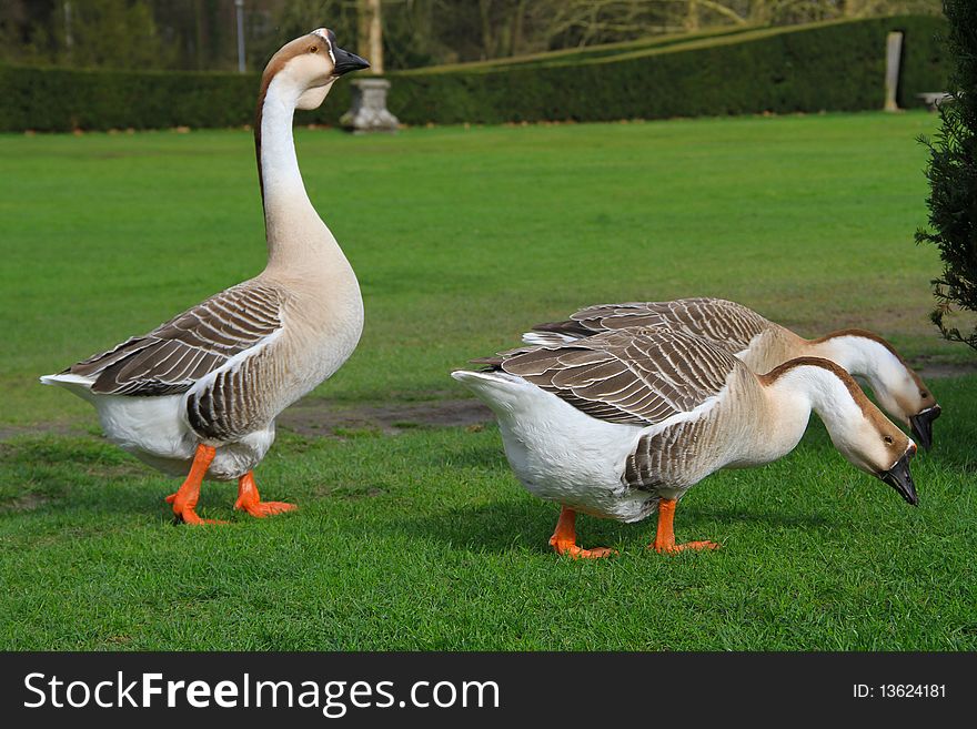 Closeup on a gray geese with gray head and black beak