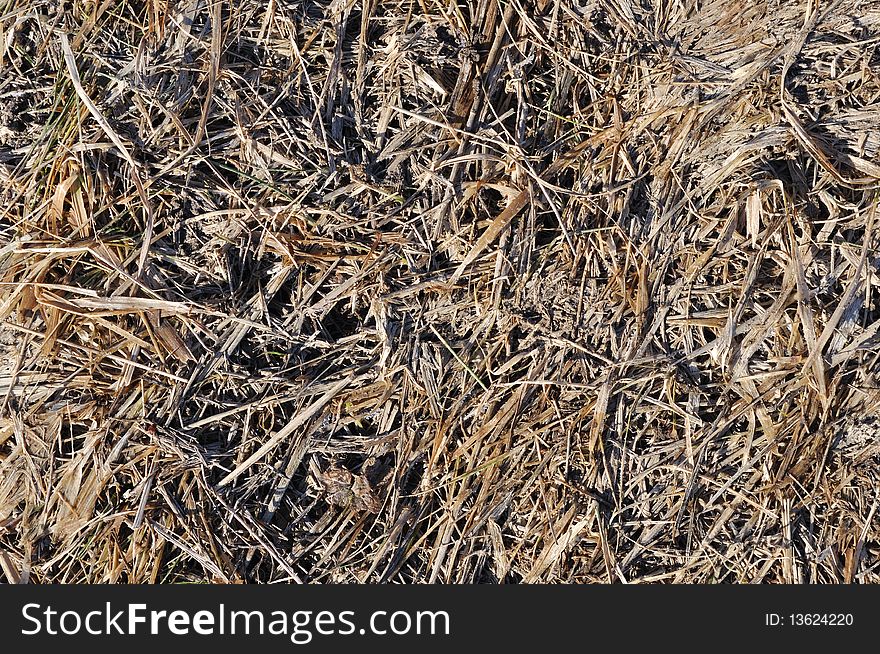 Fragment of brown last year's dry grass background