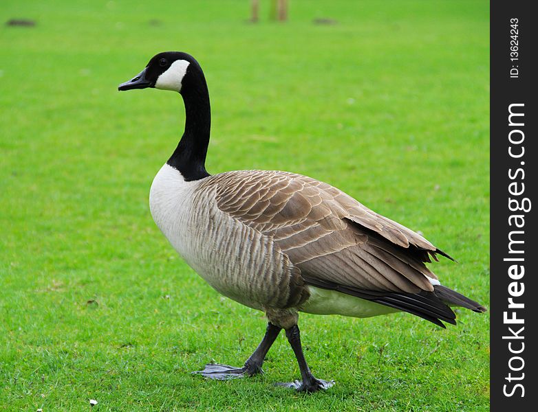 Closeup on a gray goose with black head and beak