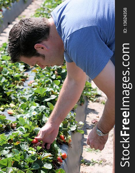 Man Picking Strawberries