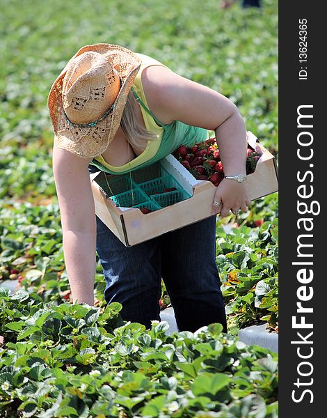 Strawberry farm full of red ripe strawberries and a girl picking them. Strawberry farm full of red ripe strawberries and a girl picking them.