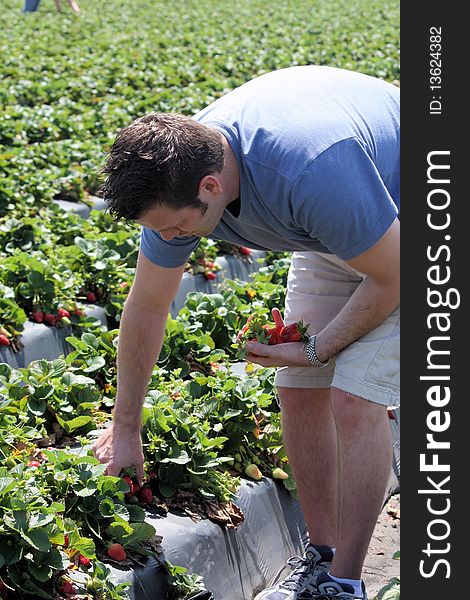 Man Picking Strawberries