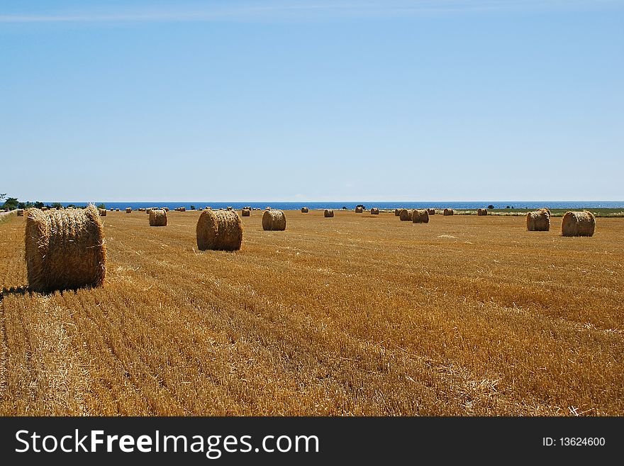A harvested crop filed with big rolls of hay
