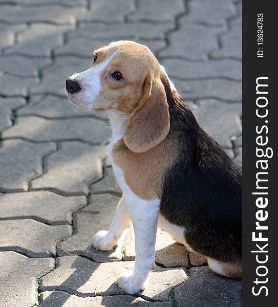 Cute beagle puppy paying attention to something