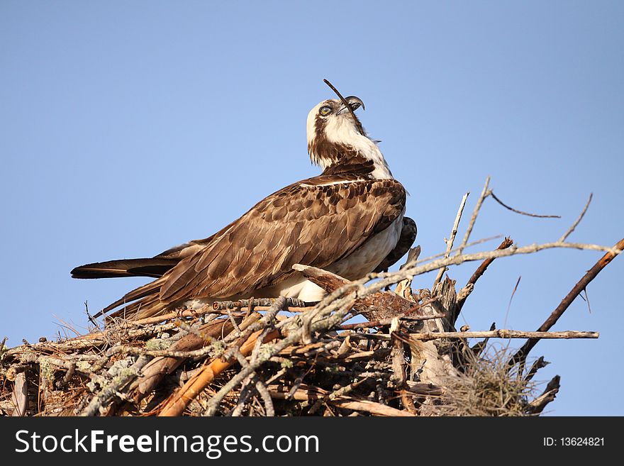 An Osprey (Pandion haliaetus) in southern Florida.