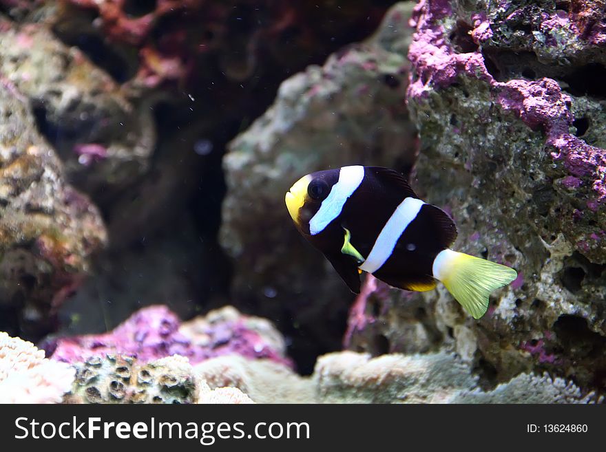 Exotic fish in saltwater aquarium and coral reef. Exotic fish in saltwater aquarium and coral reef