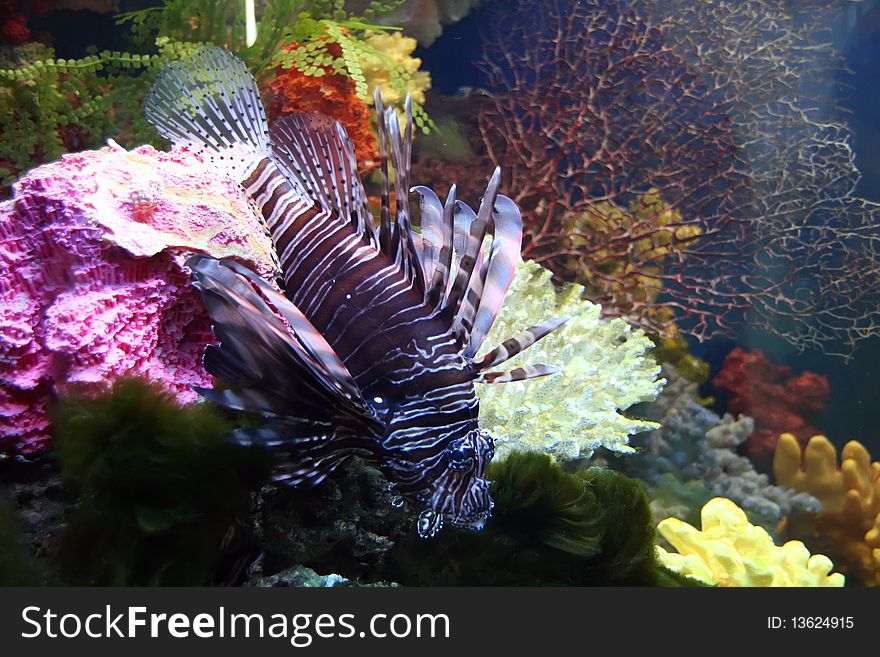 Exotic fish in saltwater aquarium and coral reef. Exotic fish in saltwater aquarium and coral reef