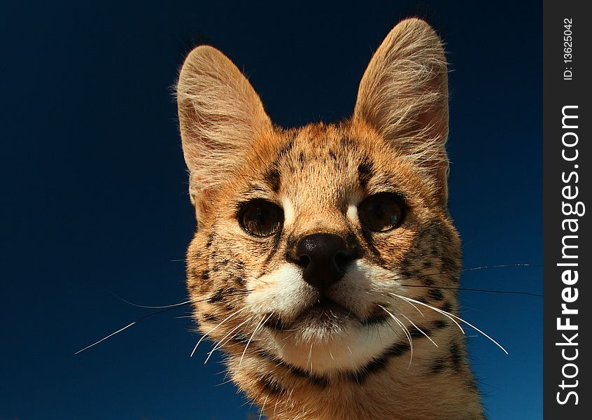Immature Serval Kitten looking into lens on sunny day with blue sky behind