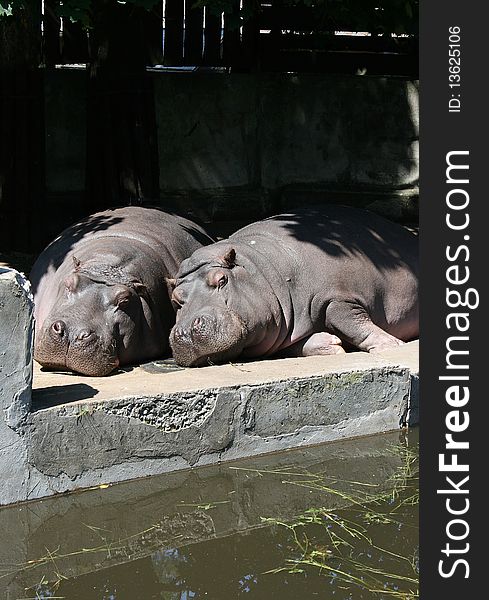 Tho hippos in a zoo. Tho hippos in a zoo